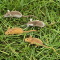 Figurine Souris nature 3 pièces - miniature variant 1